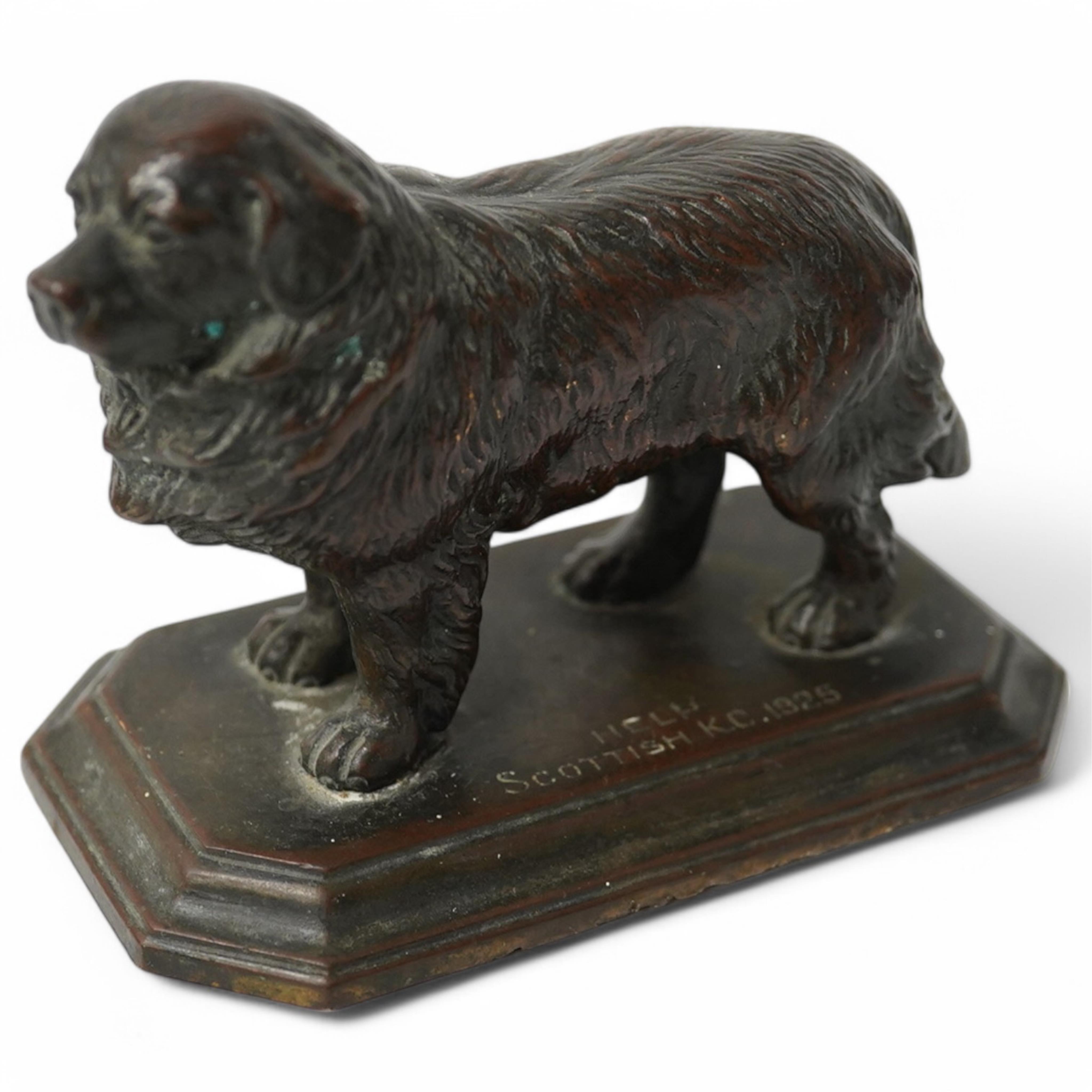 A bronze of a Newfoundland Terrier, inscribed on base Help Scottish KC 1925, 10cm wide. Condition - good